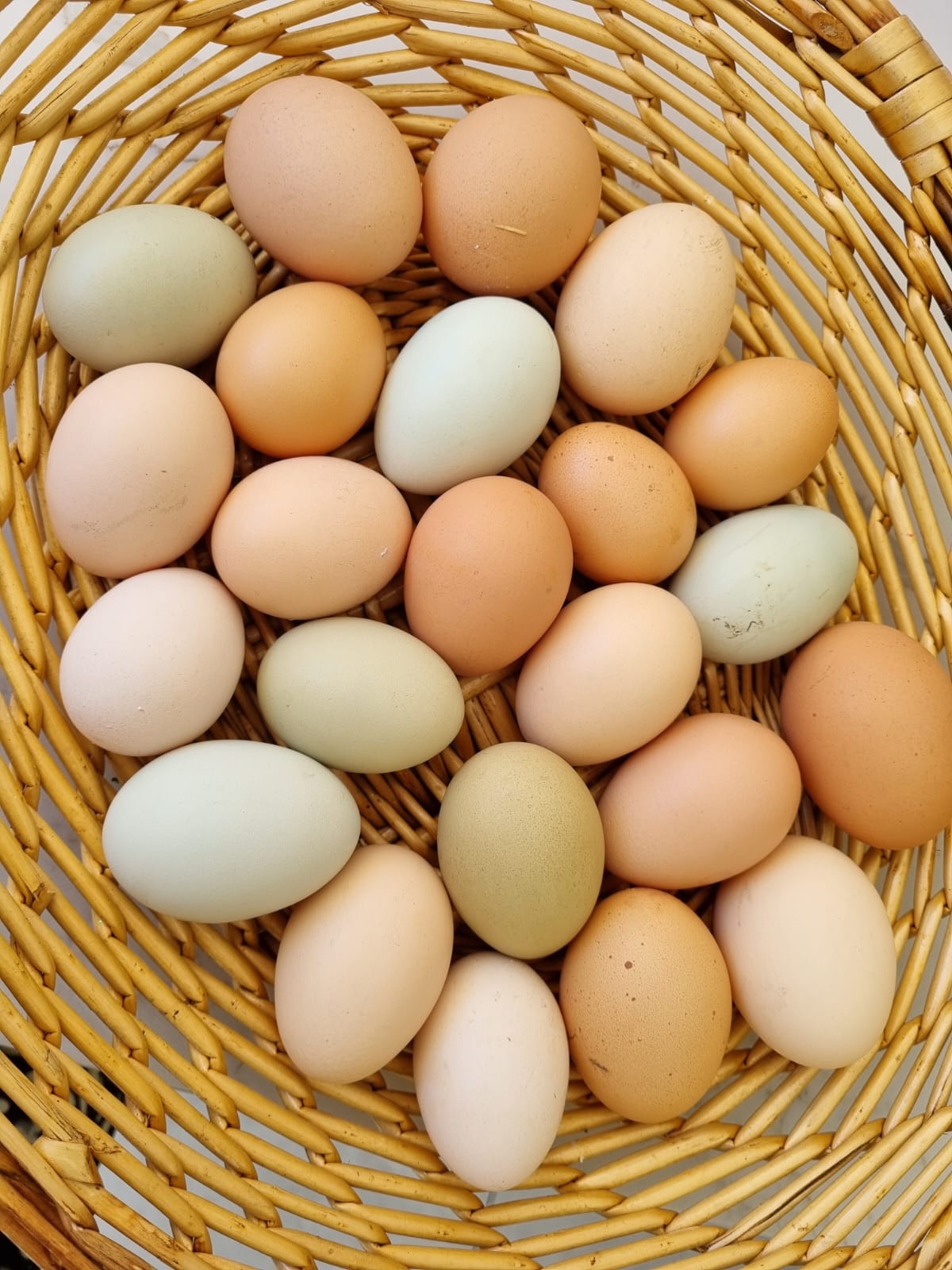 Organically Raised Free Range Farm Eggs