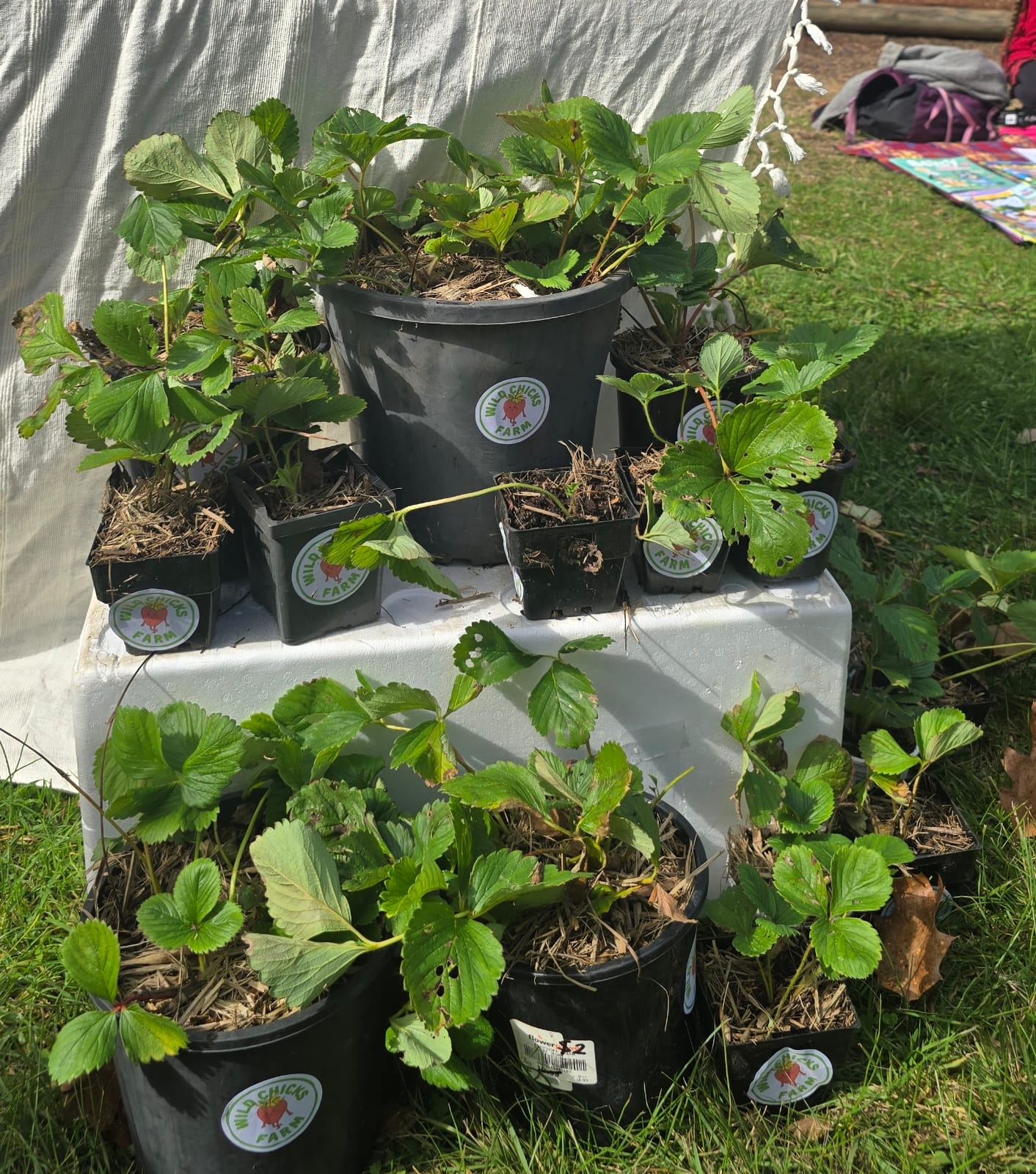 Organically Grown Strawberry Plants