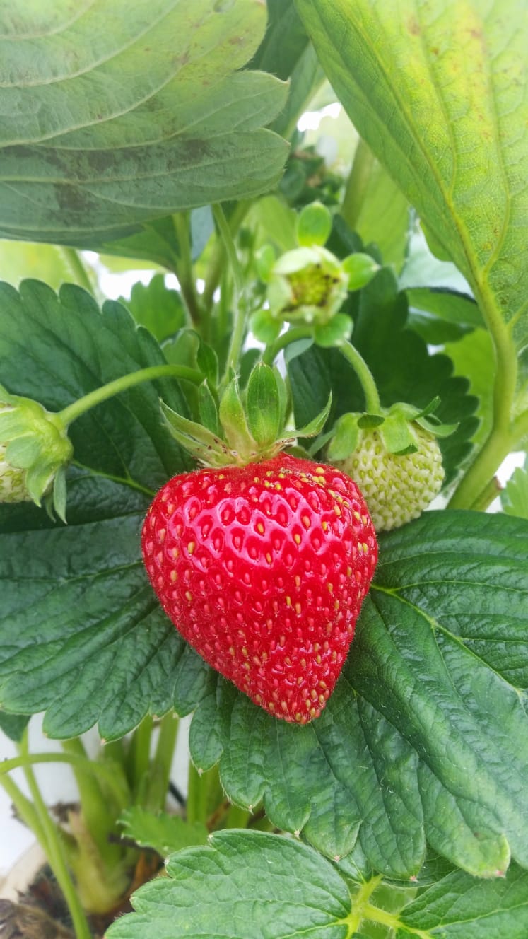 Organically Grown Strawberry Plants