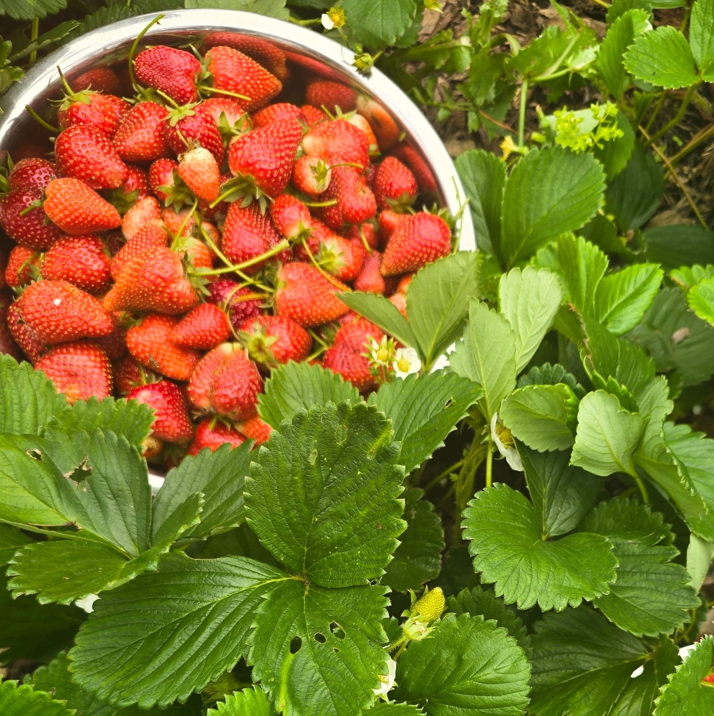 Organically Grown Strawberry Plants