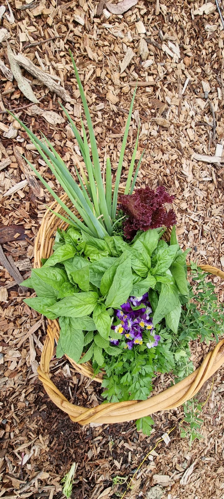 Organically Grown Herb Bundle