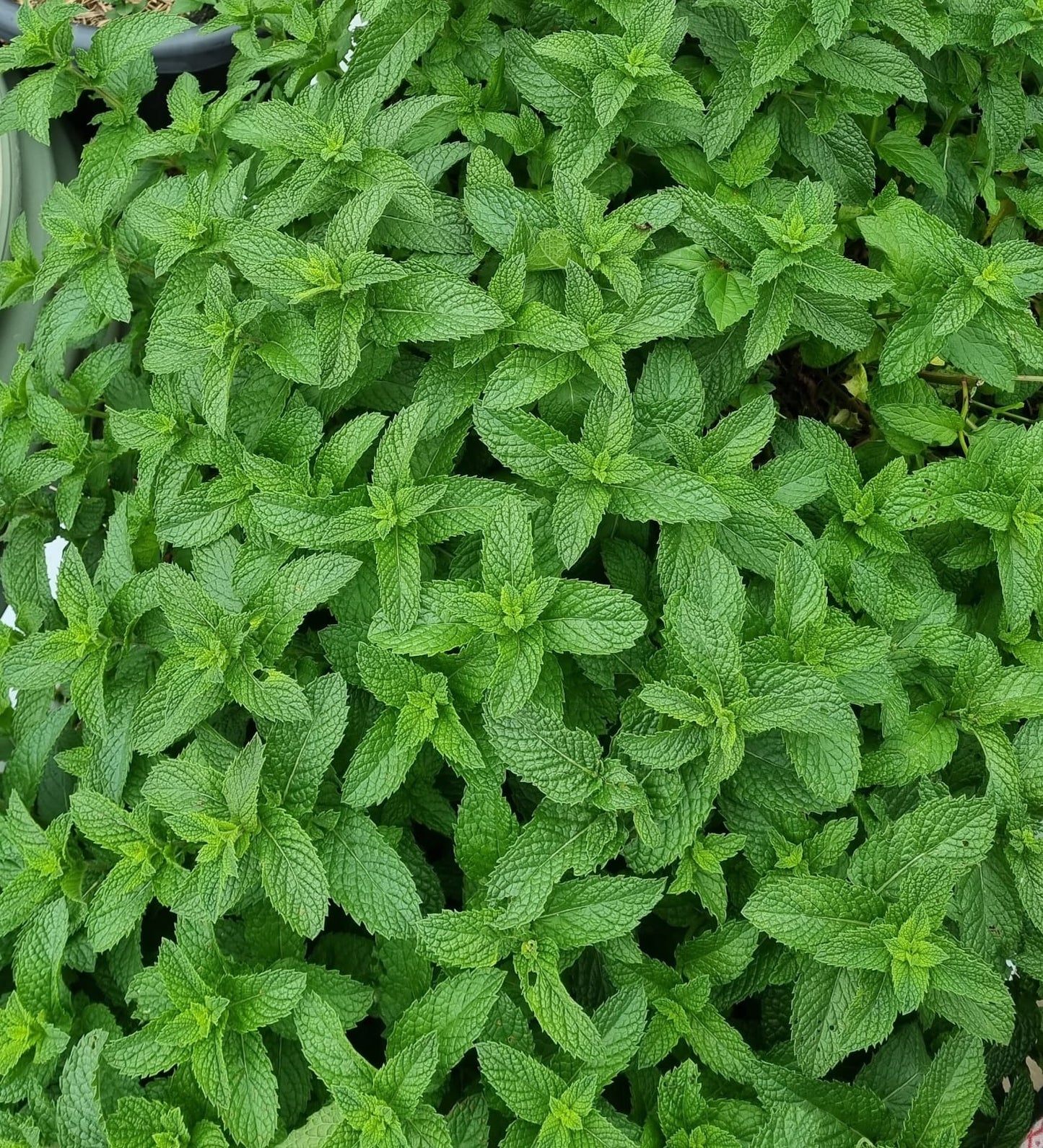 Organically Grown Herb Bundle