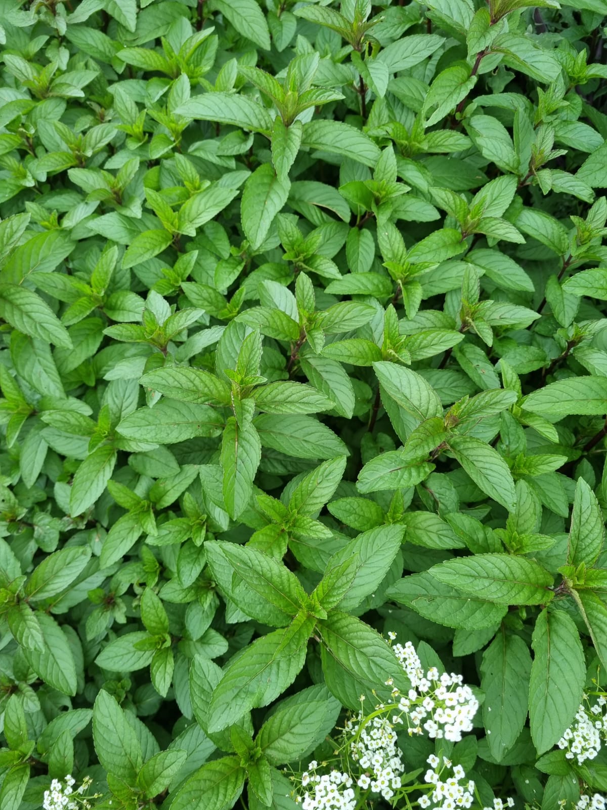 Organically Grown Herb Bundle