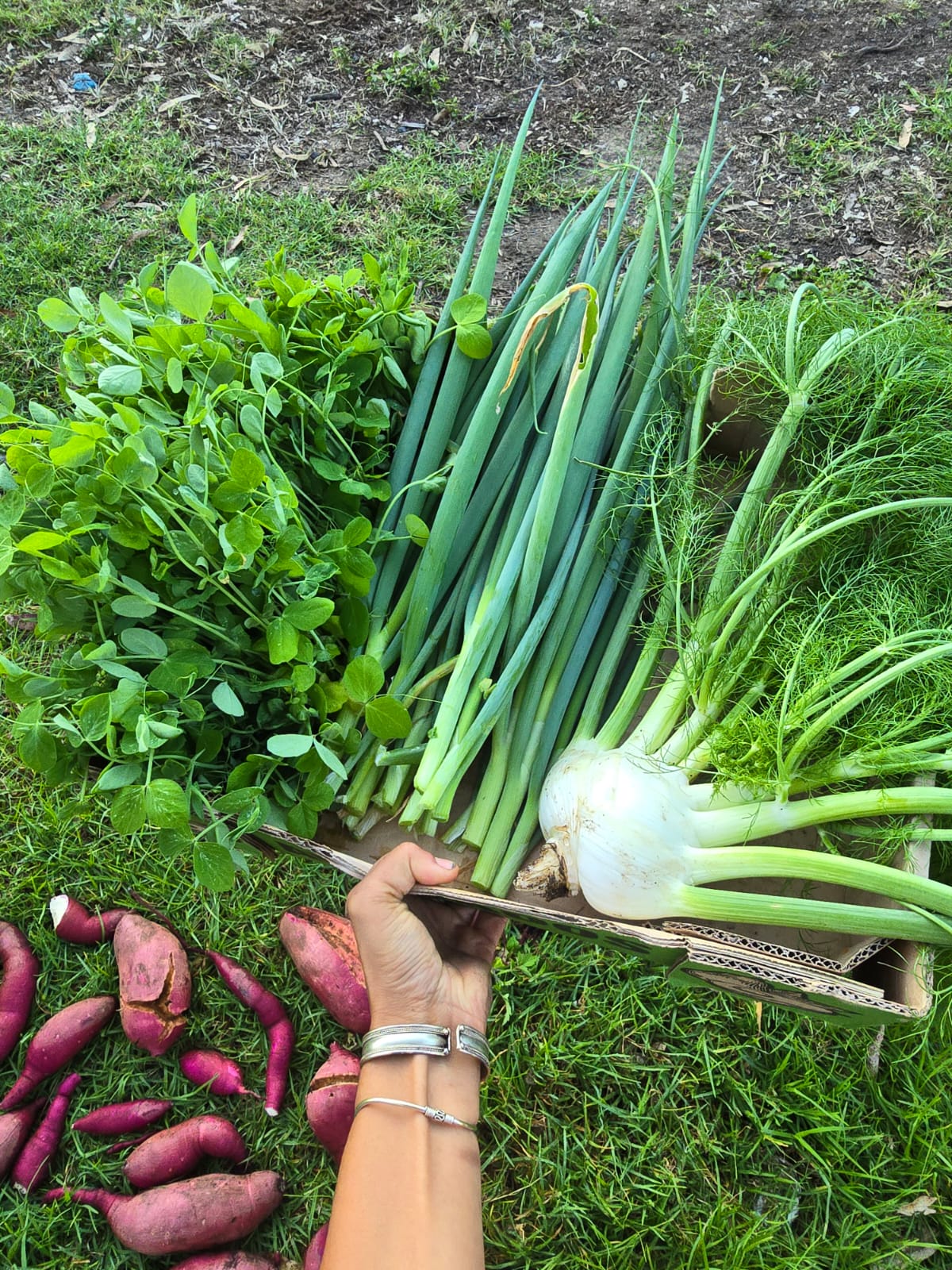 Culinary Herbs & Plants