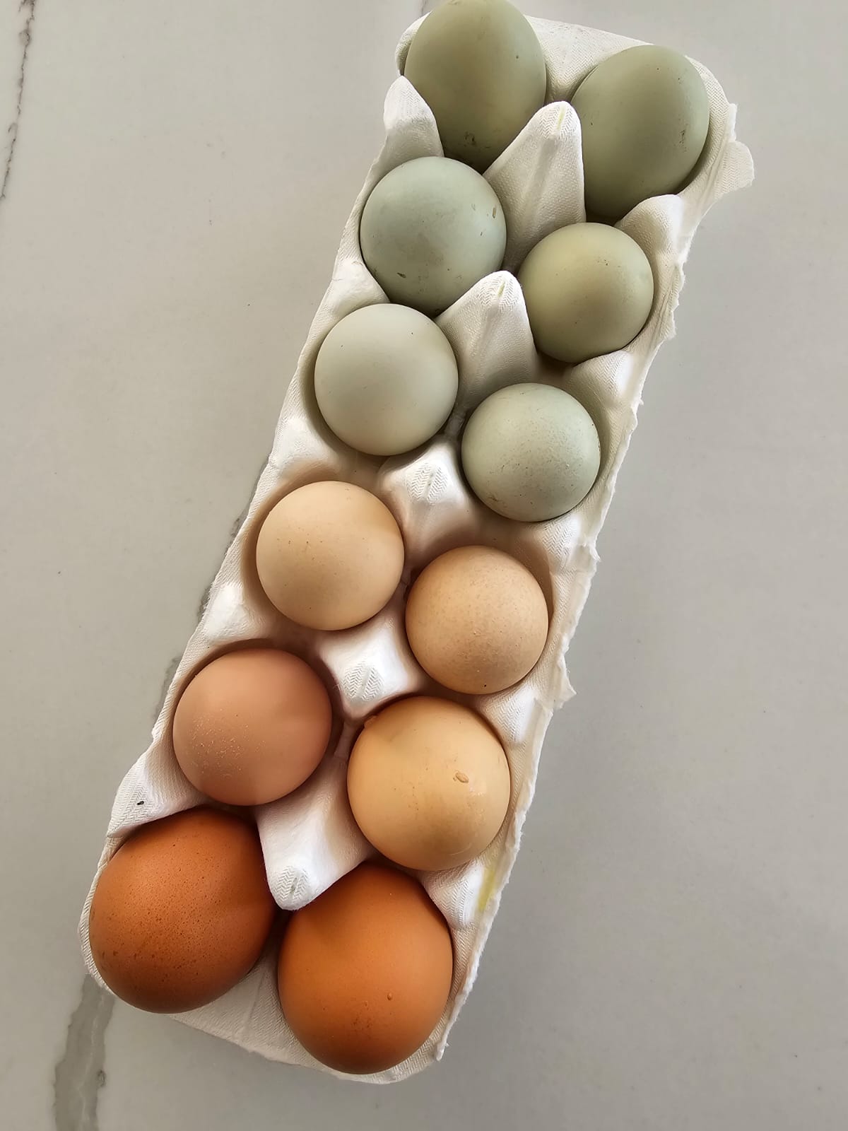 Organically Raised Free Range Farm Eggs