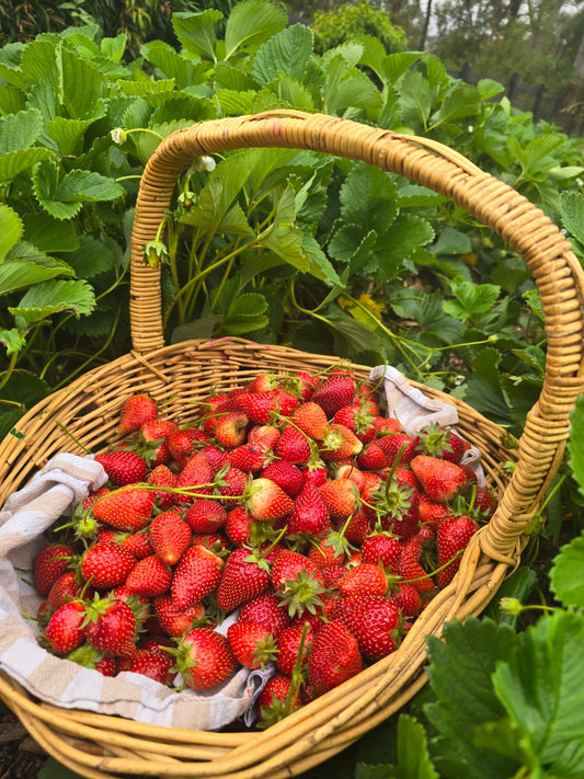Organically Grown Strawberry Plants