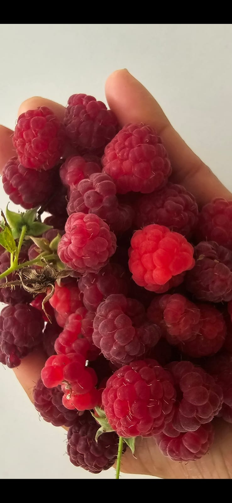 Organically Grown Raspberry Plants