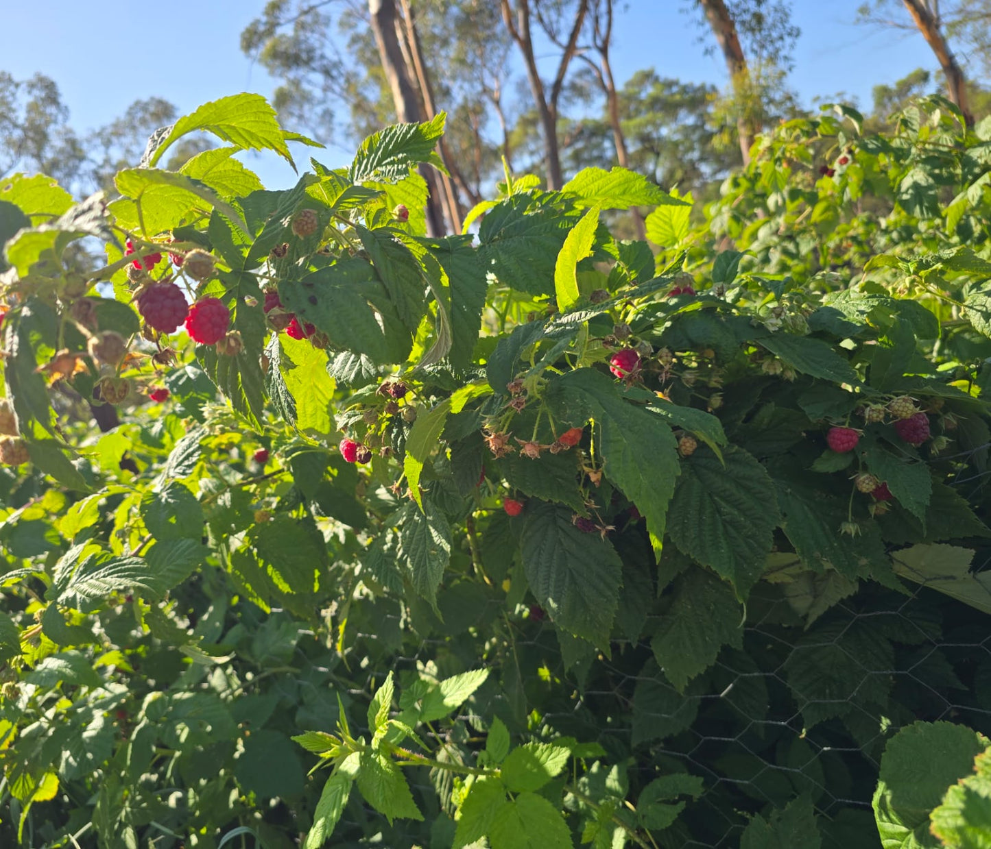 Organically Grown Raspberry Plants