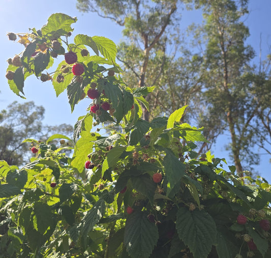 Organically Grown Raspberry Plants